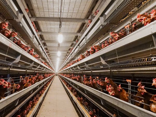 養(yǎng)殖熱風(fēng)爐在雞舍安裝時(shí)需要注意的地方